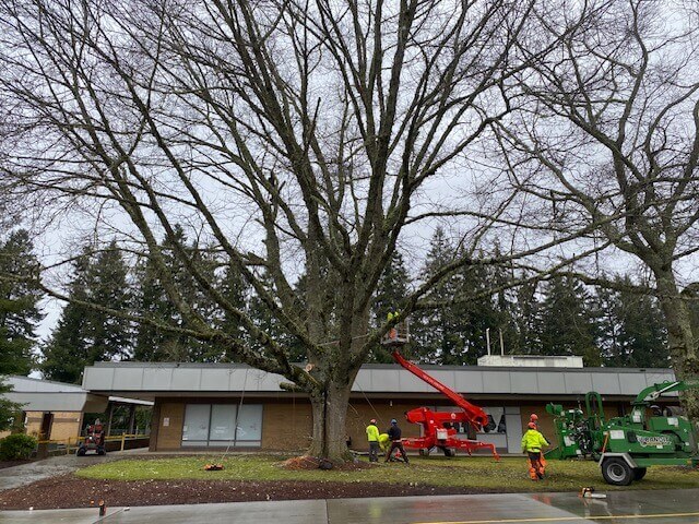 Last April, crews cut down a dying oak tree on the Pleasant Valley Primary School campus
